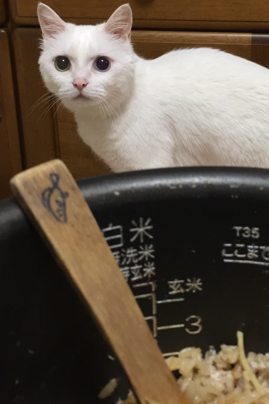 e0241944_16035646.jpeg