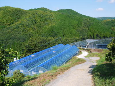 究極の柑橘「せとか」匠は今年も惜しまぬ手間ひまをかけ育てます！果実の玉吊り作業を現地取材！(前編)_a0254656_17541405.jpg