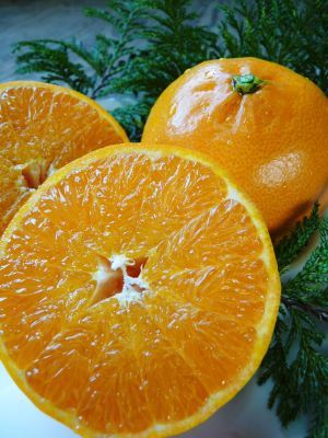 究極の柑橘「せとか」匠は今年も惜しまぬ手間ひまをかけ育てます！果実の玉吊り作業を現地取材！(後編)_a0254656_18534952.jpg