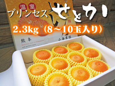 究極の柑橘「せとか」匠は今年も惜しまぬ手間ひまをかけ育てます！果実の玉吊り作業を現地取材！(後編)_a0254656_18575758.jpg