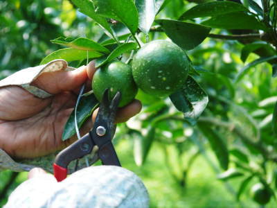 究極の柑橘「せとか」匠は今年も惜しまぬ手間ひまをかけ育てます！果実の玉吊り作業を現地取材！(後編)_a0254656_19205683.jpg