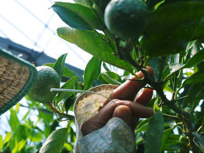究極の柑橘「せとか」匠は今年も惜しまぬ手間ひまをかけ育てます！果実の玉吊り作業を現地取材！(後編)_a0254656_19233834.jpg