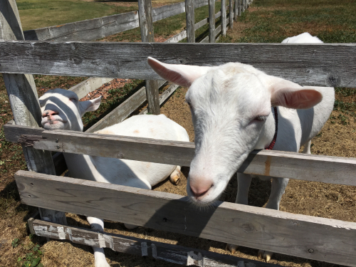 【ことりっぷ】初の北陸へ！ 氷見、 SAYS FARM_f0207881_08324638.jpg