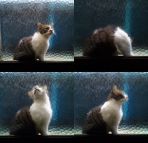 a0057402_20193824.png