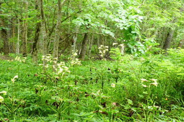 d0170615_16594350.jpg