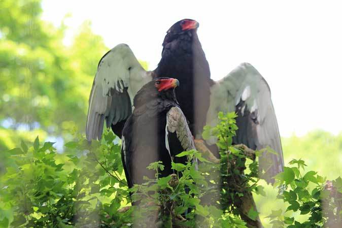 4月の多摩動物公園 ダルマワシ大いに怒る ターキン一家の肖像 続々