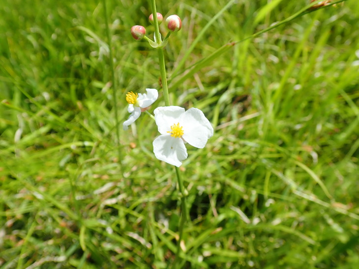 f0193521_359167.jpg