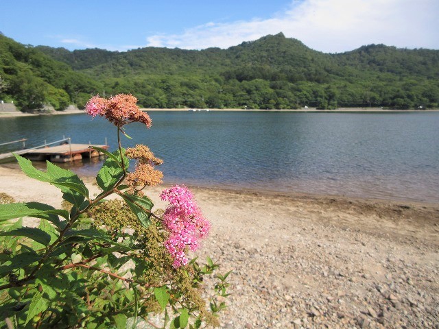 前橋市　赤城山の沼尾川源流はオタカラコウの群生地　　　　　Stream Climbing in Numaogawa, Maebashi, Gunma_f0308721_04144385.jpg