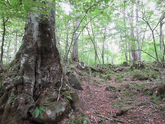 前橋市　赤城山の沼尾川源流はオタカラコウの群生地　　　　　Stream Climbing in Numaogawa, Maebashi, Gunma_f0308721_04175126.jpg