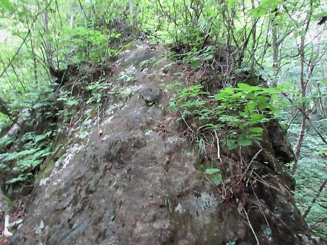 前橋市　赤城山の沼尾川源流はオタカラコウの群生地　　　　　Stream Climbing in Numaogawa, Maebashi, Gunma_f0308721_04243338.jpg