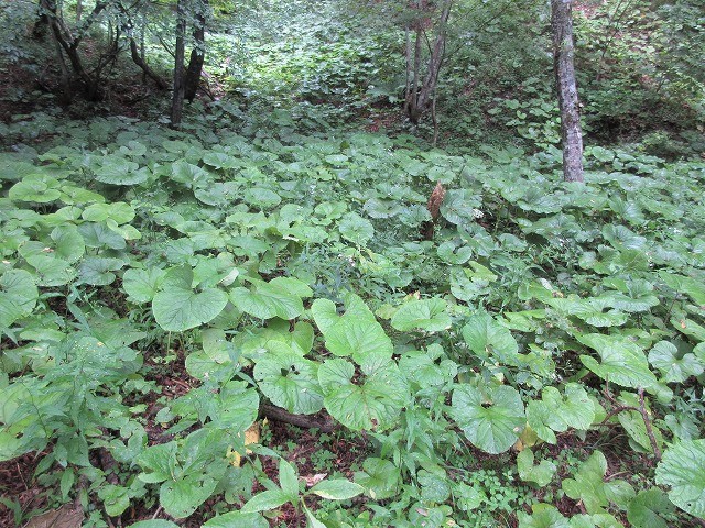 前橋市　赤城山の沼尾川源流はオタカラコウの群生地　　　　　Stream Climbing in Numaogawa, Maebashi, Gunma_f0308721_04290316.jpg