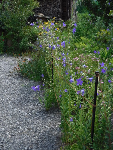 今咲くお宿の草花_c0310322_20375017.jpg