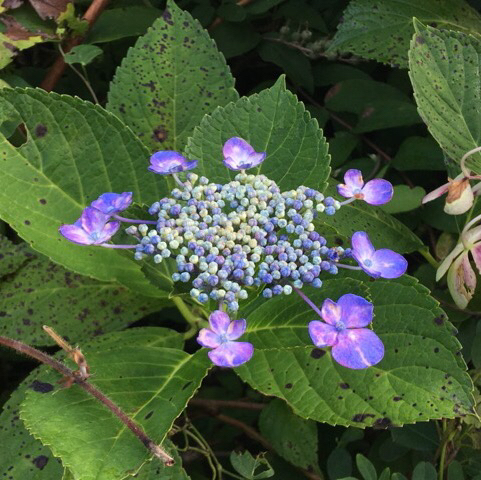 c0212823_21271533.jpg