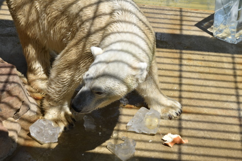 【報告】動物園ウォークラリー＆ホッキョクグマに氷のプレゼント！_a0116430_14232361.jpg