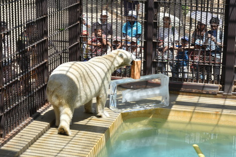 【報告】動物園ウォークラリー＆ホッキョクグマに氷のプレゼント！_a0116430_14363606.jpg