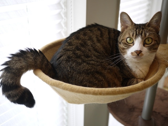 猫のお留守番 じょあんちゃん編。_a0143140_23451394.jpg
