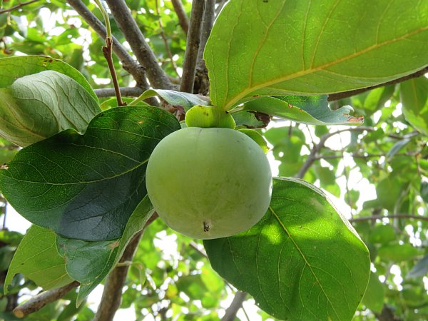 18年8月13日 青い柿の実 O V 今日の風に吹かれましょう