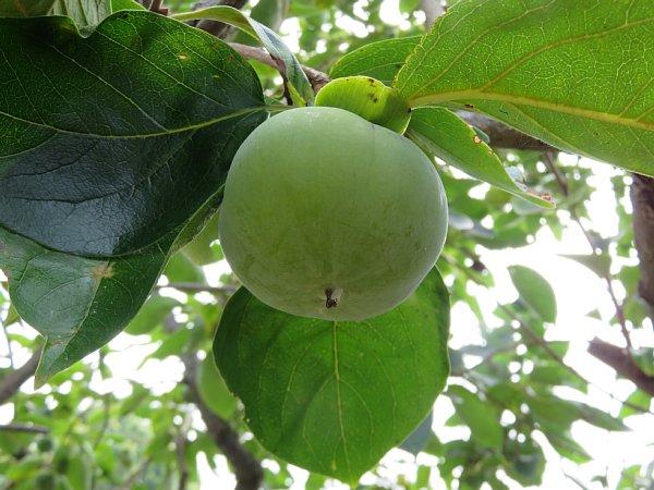 18年8月13日 青い柿の実 O V 今日の風に吹かれましょう