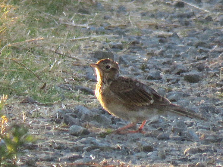 f0214649_04050381.jpg