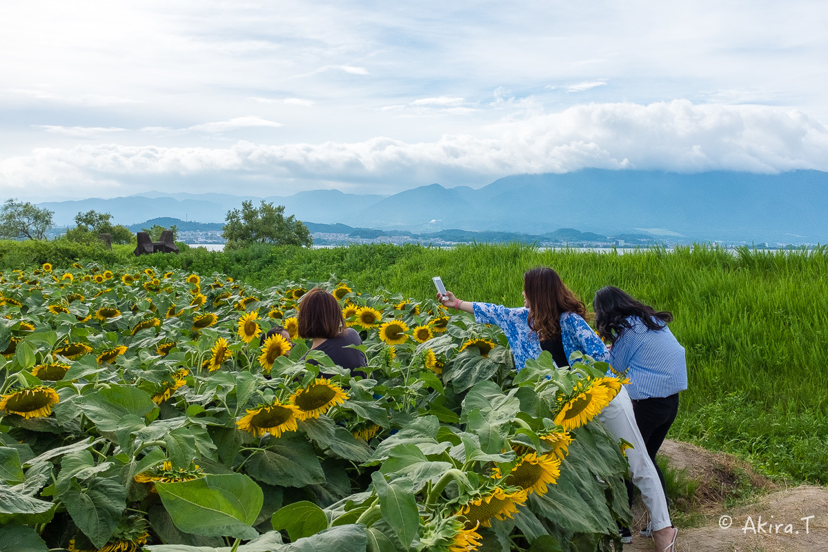 向日葵 2018 -2-_f0152550_22482169.jpg