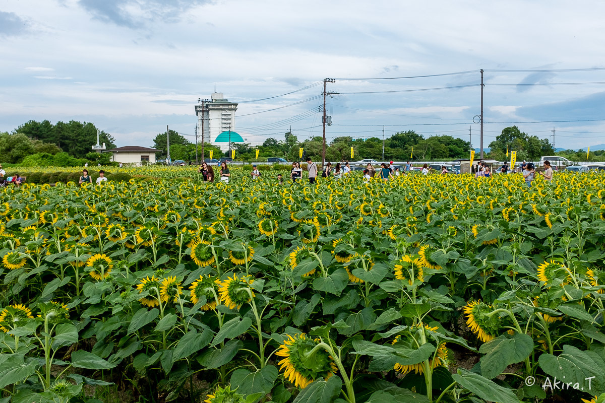 向日葵 2018 -2-_f0152550_22484726.jpg