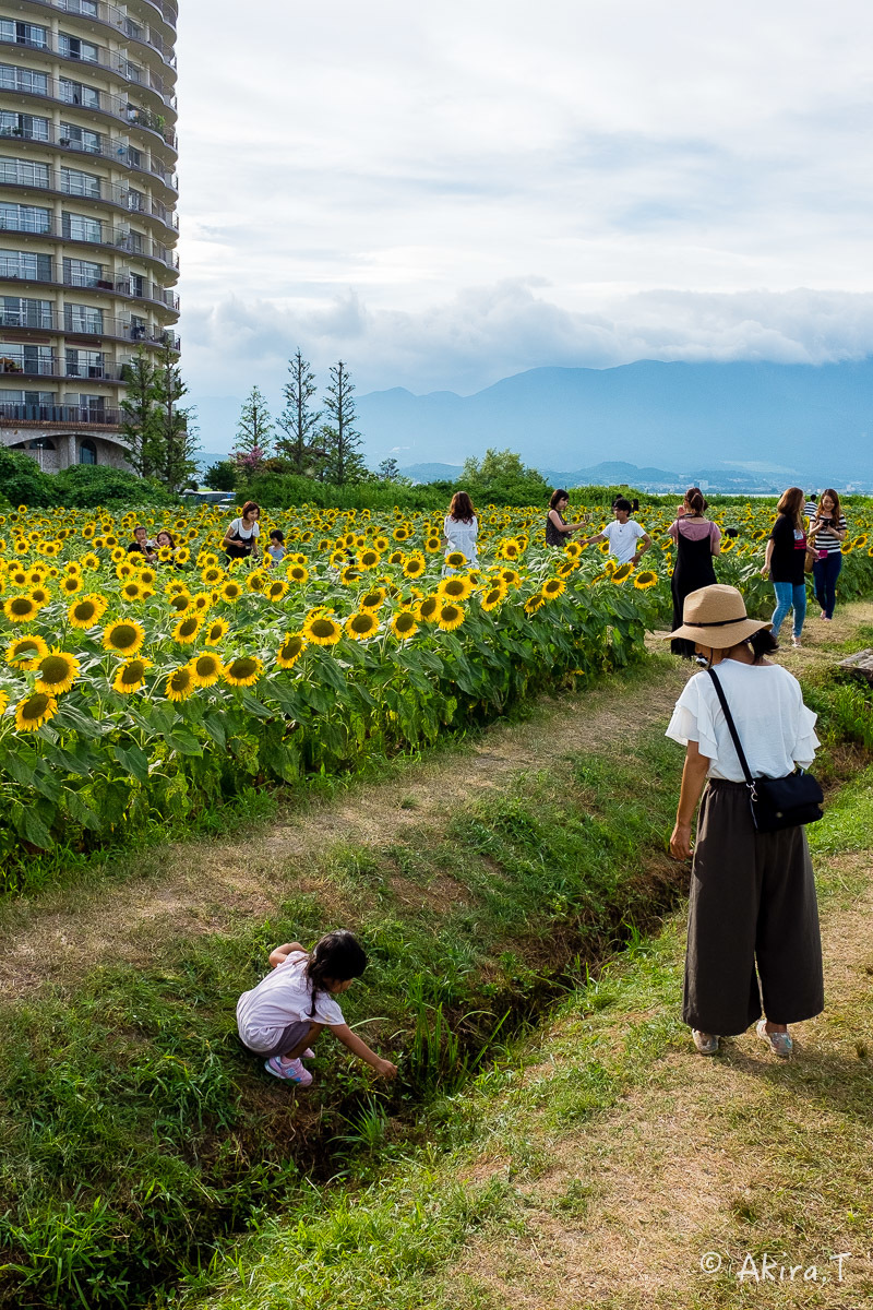 向日葵 2018 -2-_f0152550_22504948.jpg