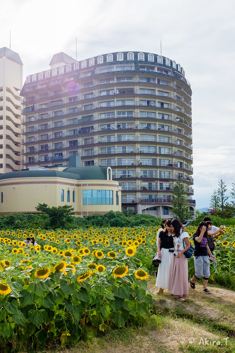 向日葵 2018 -2-_f0152550_22511549.jpg