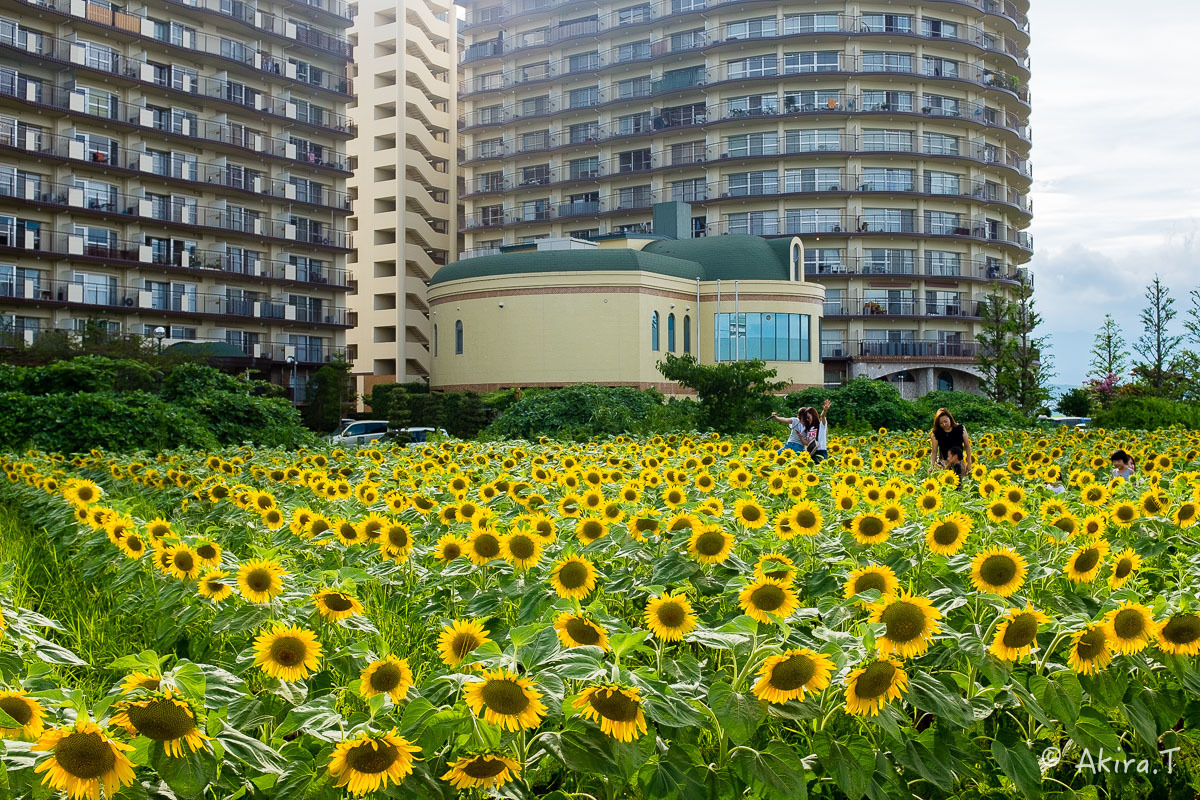 向日葵 2018 -2-_f0152550_22513375.jpg