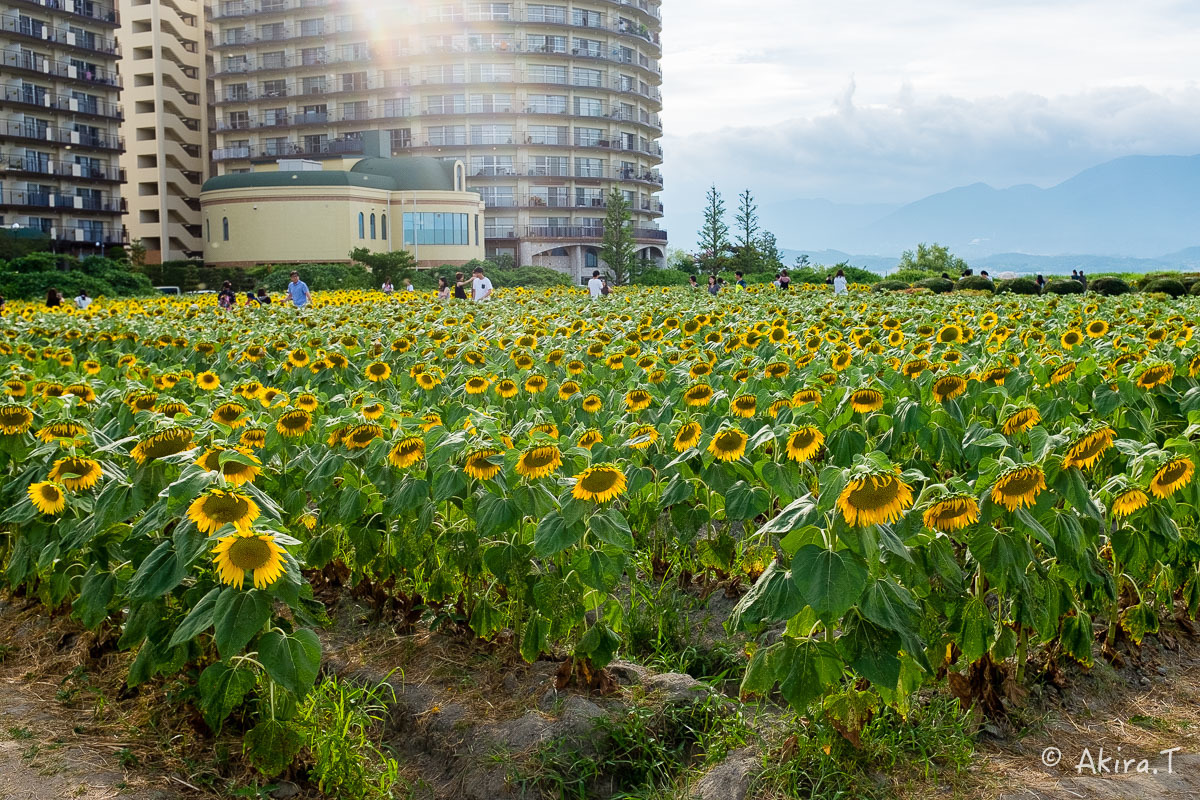 向日葵 2018 -2-_f0152550_22530595.jpg