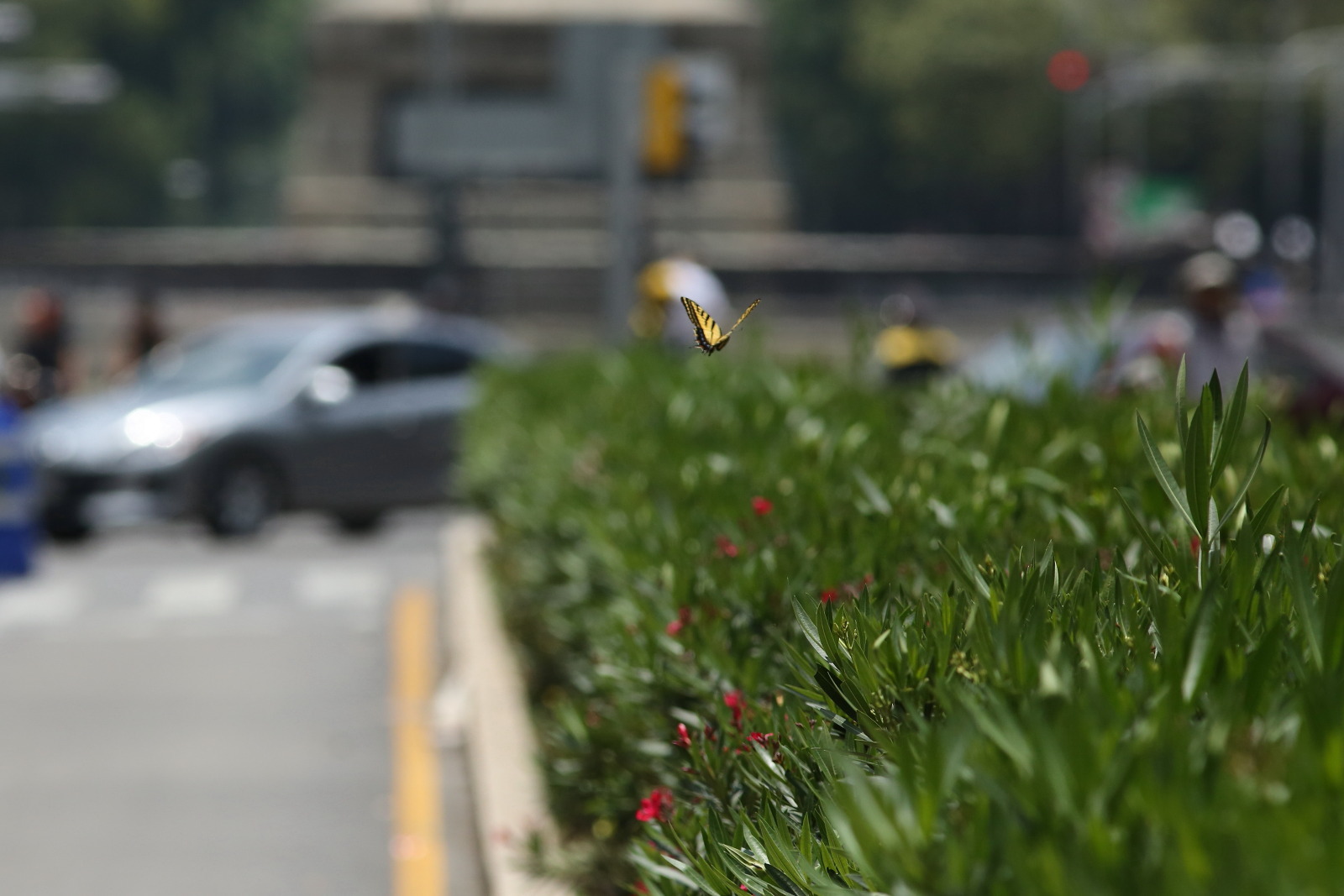 メキシコシティの街の蝶、蝶園の蝶（Mexico City, Mexico、20180805）_f0345350_12471754.jpg