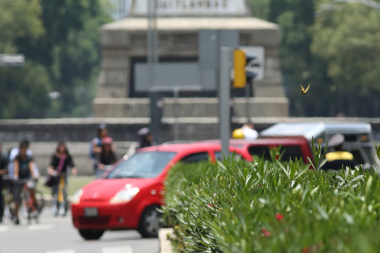 メキシコシティの街の蝶、蝶園の蝶（Mexico City, Mexico、20180805）_f0345350_12473413.jpg