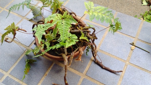 植物女子_d0389370_09461982.jpg