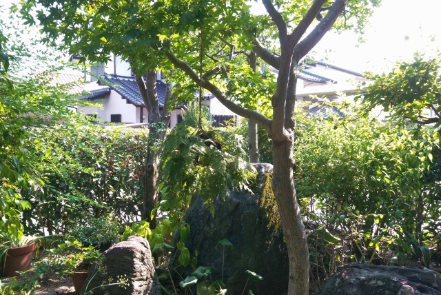 植物女子_d0389370_09462619.jpg