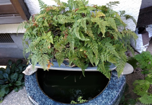 植物女子_d0389370_09463193.jpg