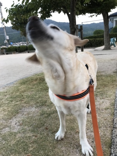 f0315081_18251053.jpeg