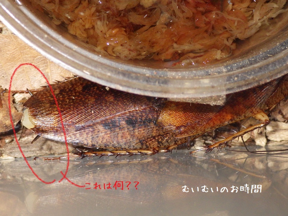 ヤエヤママダラゴキブリ ~ご出産~ : むいむいのお時間 ヤエヤママダラゴキブリ ~ご出産~ : むいむいのお時間