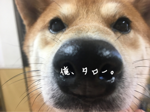 トリミングブログ_f0357682_14065630.jpg
