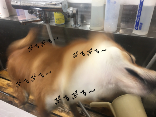 トリミングブログ_f0357682_14071057.jpg