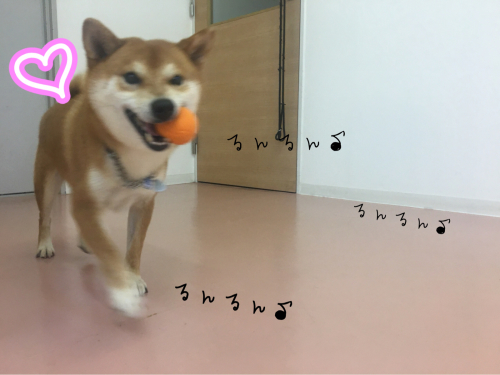 トリミングブログ_f0357682_14105176.jpg