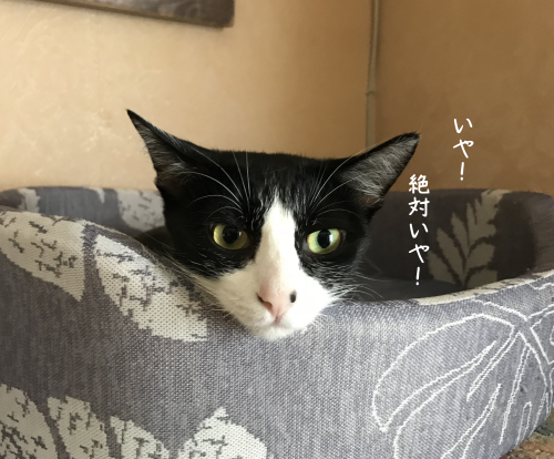 a0216583_10332565.png