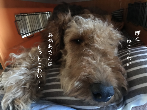 a0216583_10333412.png