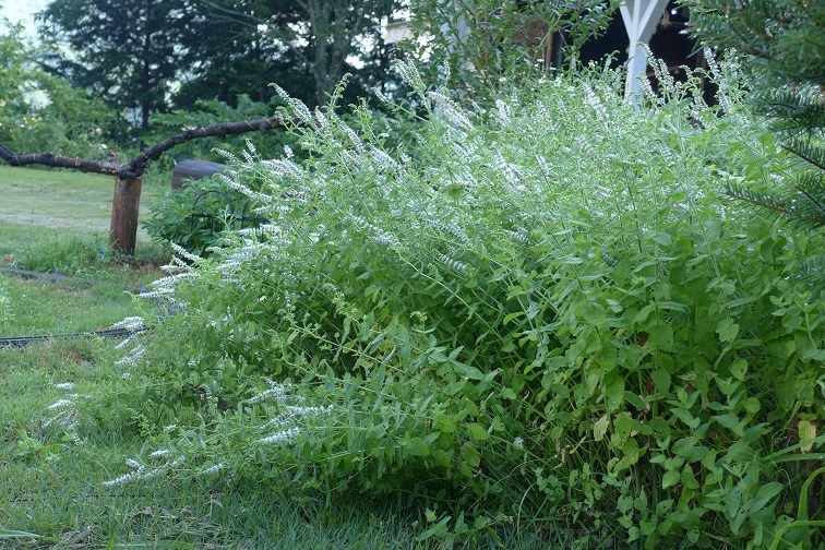 a0130586_09003048.jpg