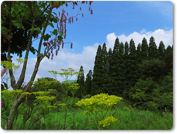 山の日 Ⅰ＜山野草＞_d0269886_23012653.jpg