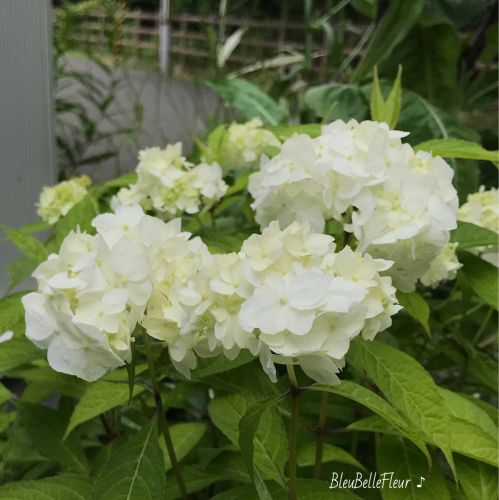 クレマチス カイウ 夏の白 Bleu Belle Fleur ブルーベルフルール クレマチス カイウ 夏の白 Bleu Belle Fleur ブルーベルフルール