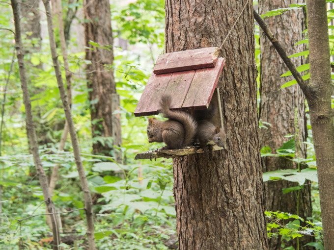 涼しい真夏”こりすちゃん”の兄弟が仲良くリス小屋でお食事中!_f0276498_22283038.jpg