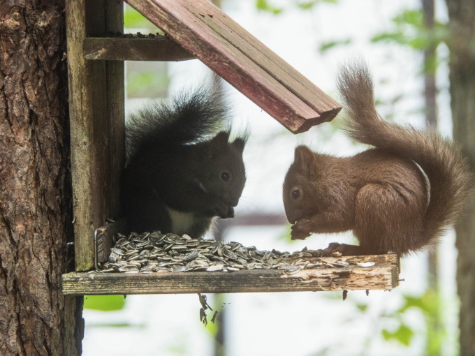 涼しい真夏”こりすちゃん”の兄弟が仲良くリス小屋でお食事中!_f0276498_22311894.jpg