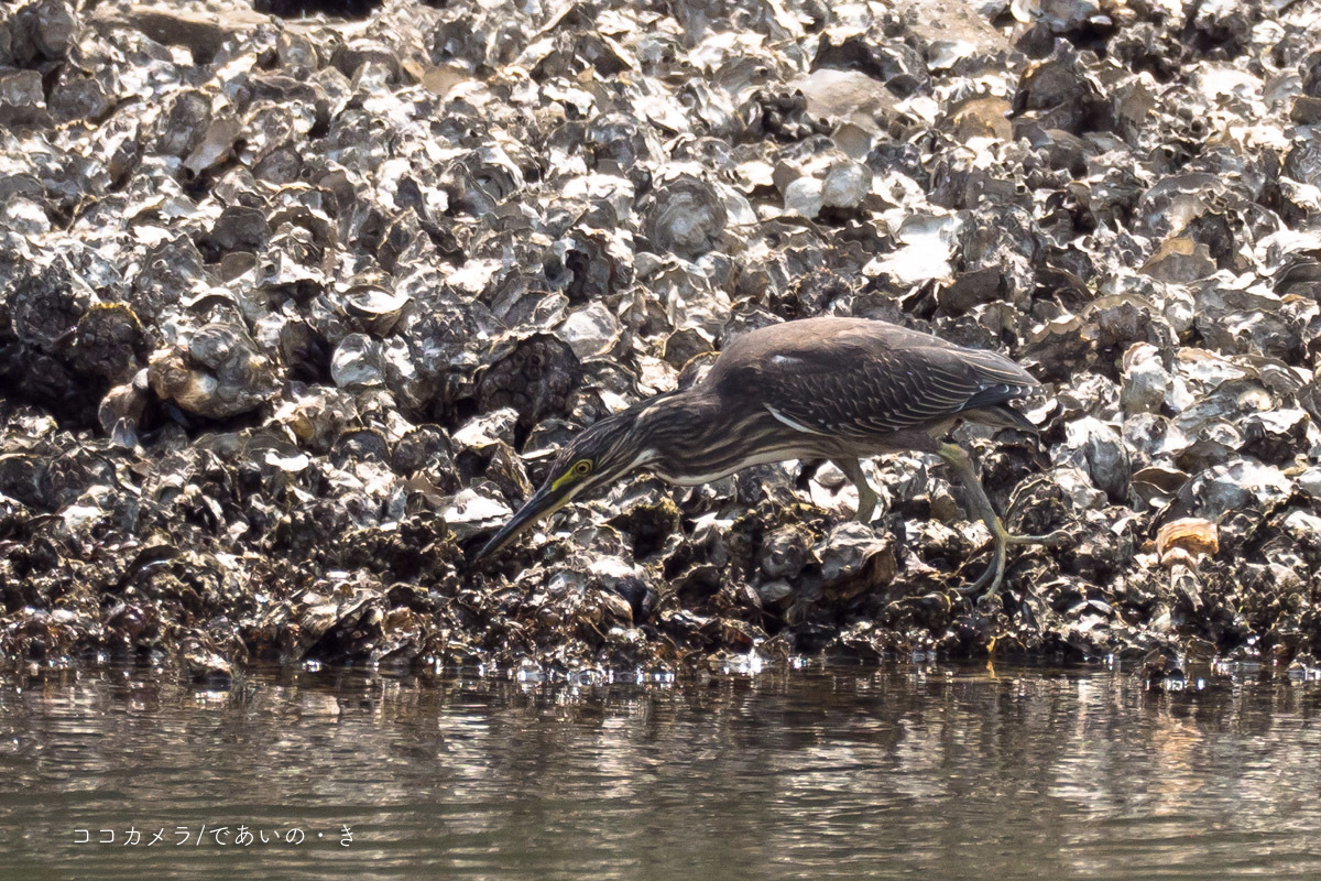 写真日記・東京港野鳥公園・2018.8.11-②_c0336400_14331569.jpg