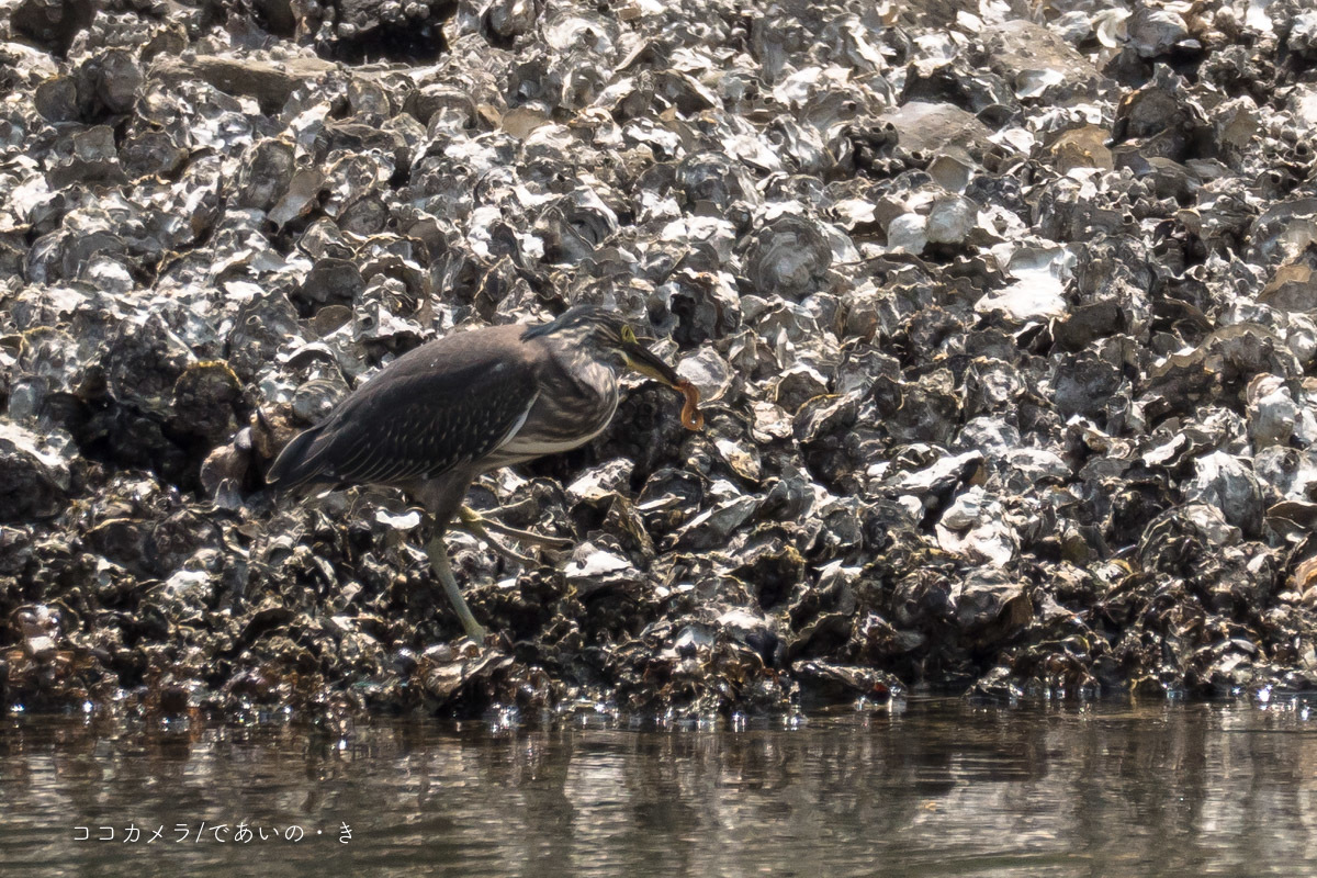 写真日記・東京港野鳥公園・2018.8.11-②_c0336400_14575106.jpg