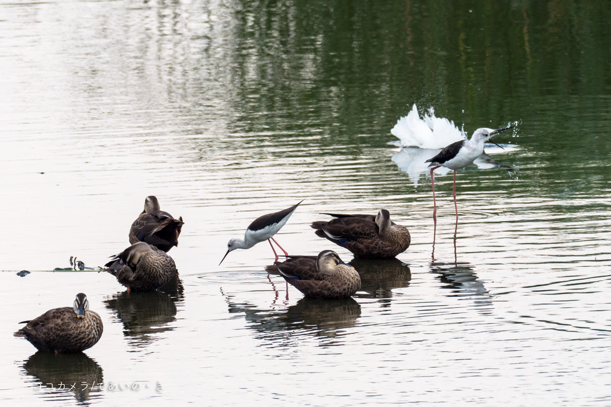 写真日記・東京港野鳥公園・2018.8.11-②_c0336400_15053374.jpg