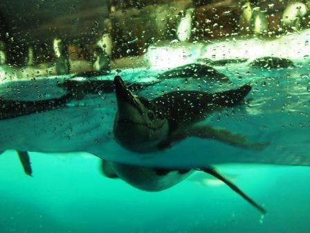 名古屋港水族館_b0128101_15560277.jpg